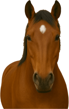 Caballo