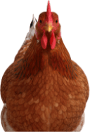 Gallina