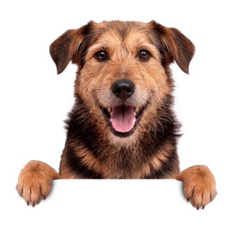 Perro